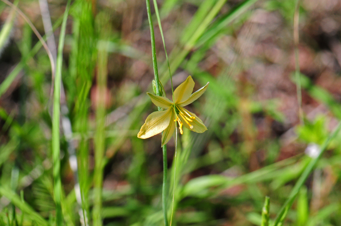 Torrey's Craglily has small but showy orange-yellow lily-type flowers. These Lilies bloom from May to October and from July to September in Texas. They are sometimes encountered in high desert transition areas. Echeandia flavescens